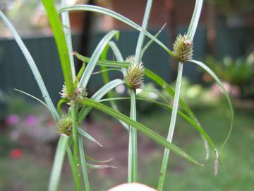 Fotografia da espécie Cyperus brevifolius