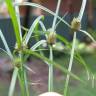 Fotografia 1 da espécie Cyperus brevifolius do Jardim Botânico UTAD