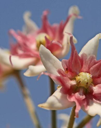 Fotografia de capa Cynanchum acutum - do Jardim Botânico