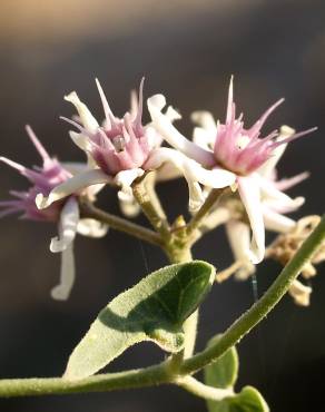 Fotografia 7 da espécie Cynanchum acutum no Jardim Botânico UTAD