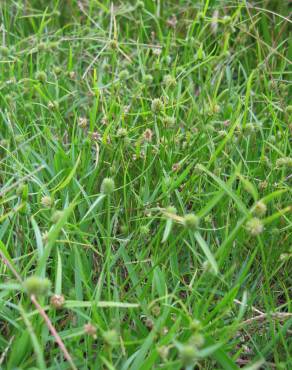 Fotografia 3 da espécie Cyperus brevifolius no Jardim Botânico UTAD