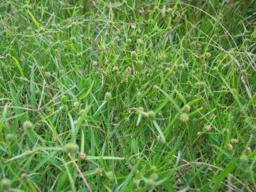 Fotografia da espécie Cyperus brevifolius