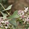 Fotografia 9 da espécie Cynanchum acutum do Jardim Botânico UTAD