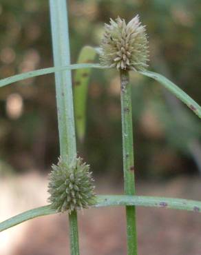 Fotografia 5 da espécie Cyperus brevifolius no Jardim Botânico UTAD