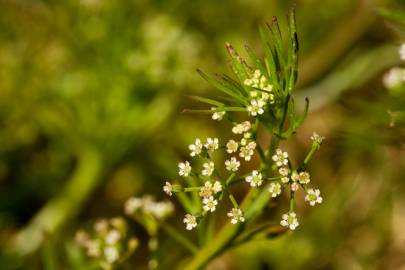 Fotografia da espécie Cyclospermum leptophyllum