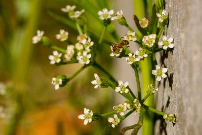 Fotografia da espécie Cyclospermum leptophyllum