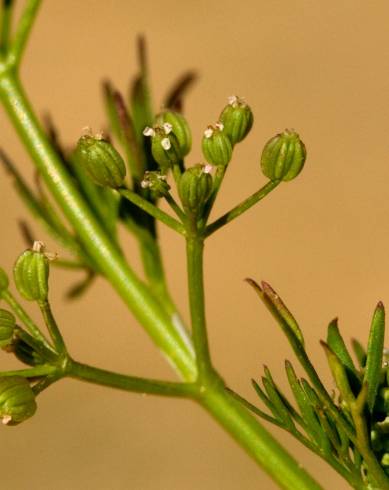 Fotografia de capa Cyclospermum leptophyllum - do Jardim Botânico
