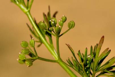Fotografia da espécie Cyclospermum leptophyllum