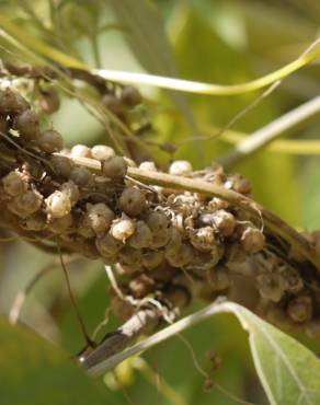 Fotografia 3 da espécie Cuscuta campestris no Jardim Botânico UTAD