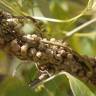 Fotografia 3 da espécie Cuscuta campestris do Jardim Botânico UTAD