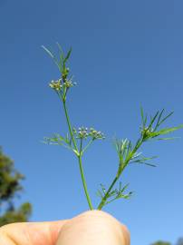 Fotografia da espécie Cyclospermum leptophyllum
