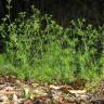 Fotografia 6 da espécie Cyclospermum leptophyllum do Jardim Botânico UTAD