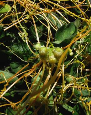 Fotografia 4 da espécie Cuscuta campestris no Jardim Botânico UTAD