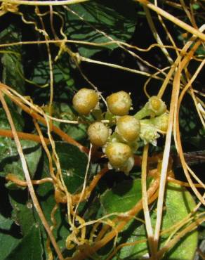 Fotografia 5 da espécie Cuscuta campestris no Jardim Botânico UTAD