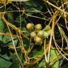 Fotografia 5 da espécie Cuscuta campestris do Jardim Botânico UTAD