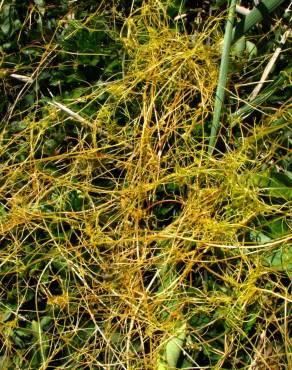 Fotografia 6 da espécie Cuscuta campestris no Jardim Botânico UTAD