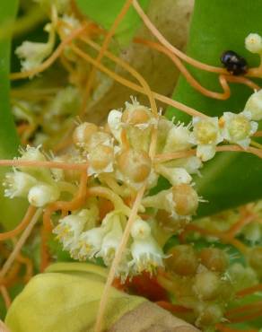 Fotografia 1 da espécie Cuscuta campestris no Jardim Botânico UTAD