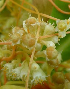 Fotografia 11 da espécie Cuscuta campestris no Jardim Botânico UTAD