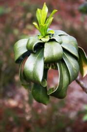 Fotografia da espécie Daphne laureola