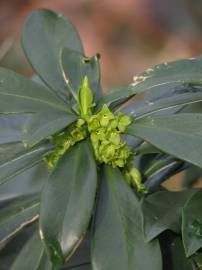 Fotografia da espécie Daphne laureola