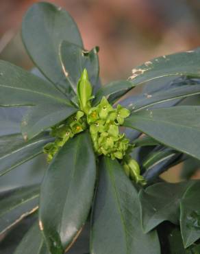 Fotografia 3 da espécie Daphne laureola no Jardim Botânico UTAD