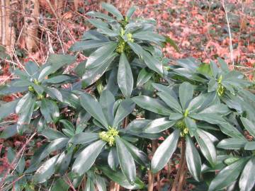 Fotografia da espécie Daphne laureola