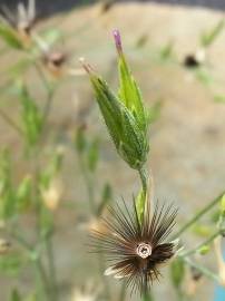 Fotografia da espécie Crupina vulgaris