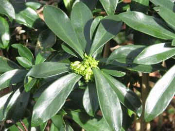 Fotografia da espécie Daphne laureola