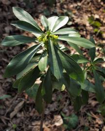 Fotografia da espécie Daphne laureola