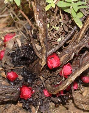 Fotografia 3 da espécie Cytinus ruber no Jardim Botânico UTAD