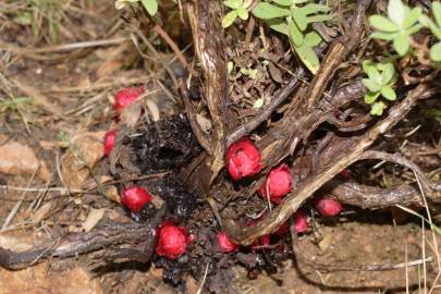 Fotografia da espécie Cytinus ruber