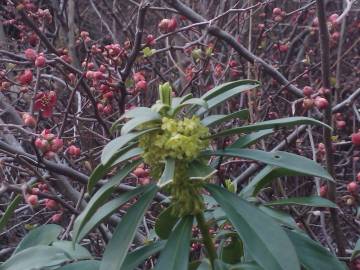 Fotografia da espécie Daphne laureola