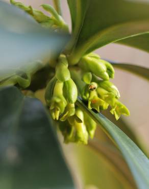 Fotografia 8 da espécie Daphne laureola no Jardim Botânico UTAD