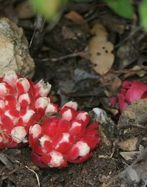 Fotografia 4 da espécie Cytinus ruber no Jardim Botânico UTAD