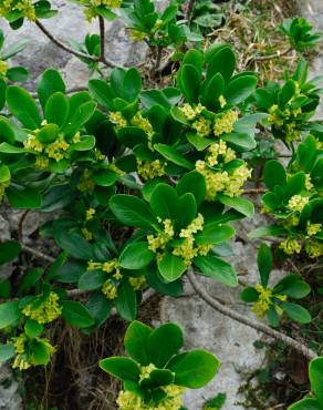 Fotografia 9 da espécie Daphne laureola no Jardim Botânico UTAD