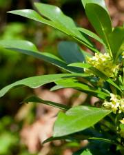 Fotografia da espécie Daphne laureola