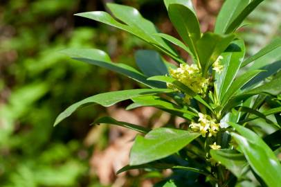 Fotografia da espécie Daphne laureola