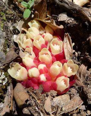 Fotografia 7 da espécie Cytinus ruber no Jardim Botânico UTAD