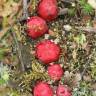 Fotografia 8 da espécie Cytinus ruber do Jardim Botânico UTAD