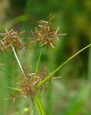 Fotografia 3 da espécie Cyperus rotundus no Jardim Botânico UTAD