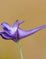 Delphinium nanum