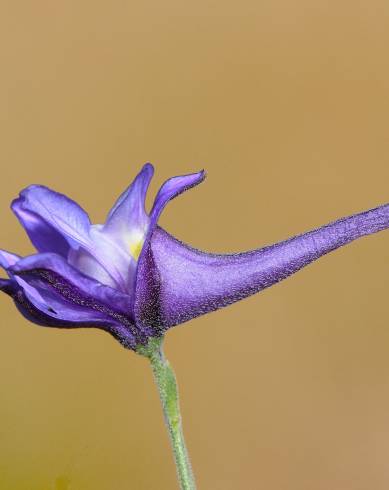 Fotografia de capa Delphinium nanum - do Jardim Botânico