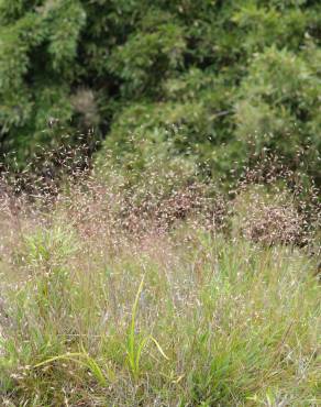 Fotografia 3 da espécie Deschampsia flexuosa no Jardim Botânico UTAD