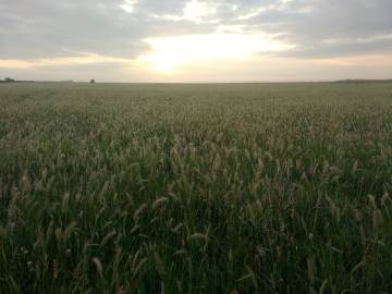 Fotografia da espécie Hordeum secalinum