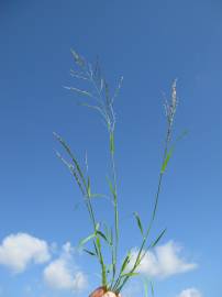 Fotografia da espécie Eragrostis pilosa