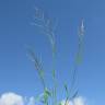 Fotografia 5 da espécie Eragrostis pilosa do Jardim Botânico UTAD