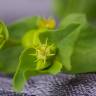 Fotografia 3 da espécie Euphorbia terracina do Jardim Botânico UTAD