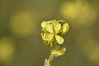 Fotografia da espécie Hirschfeldia incana