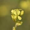 Fotografia 8 da espécie Hirschfeldia incana do Jardim Botânico UTAD