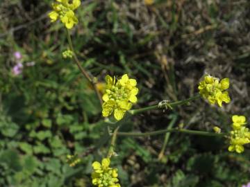 Fotografia da espécie Hirschfeldia incana